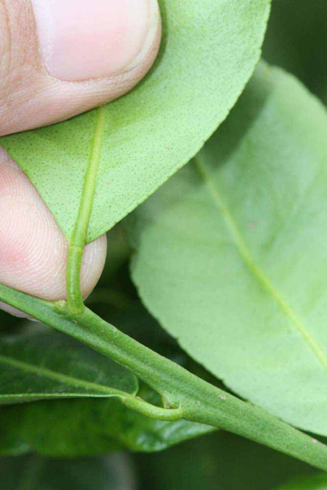              Petiole (Riverside, CA)       